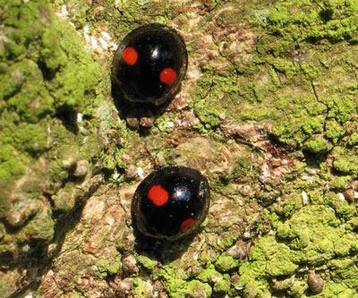 Kidney-Spot - Ladybirds species | CHIAMAIAS JISHEBI | ჭიამაიას ჯიშები